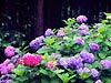 日の出前に目がさめてしまうのは・・・・ 画像1