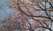 早咲きの桜が・・・☆ 画像1