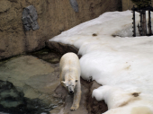 金曜／旭山動物園の『シロクマ館』 画像2