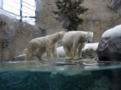 金曜／旭山動物園の『シロクマ館』 画像3