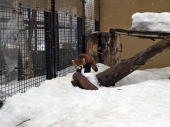月曜／『レッサーパンダ』旭山動物園 画像1