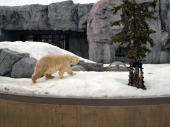 火曜／旭山動物園ー『クマが子供を見てる』 画像2