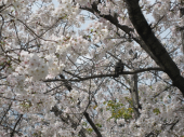 満開☆花冷え 画像2