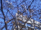 桜前線足踏み状態 画像2