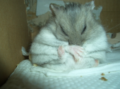 たるんどる！ 画像1