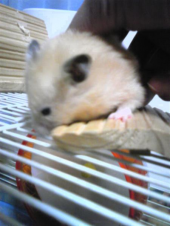 剣道道歌（詠み人不詳）その六 画像2