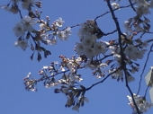 明日からは年度が変わるし 画像2