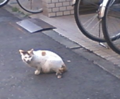 花より団子？ 画像2