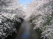 桜めぐり 画像1