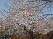 桜めぐり 画像3