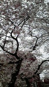 ☆ピラティス・・・? 画像2