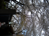 招き猫と桜を見に 画像1