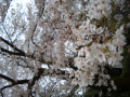 招き猫と桜を見に