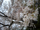 招き猫と桜を見に 画像2