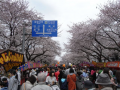 相模原市民桜祭り