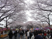 相模原市民桜祭り 画像3