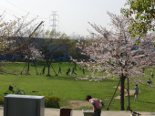 入学式（祝） 画像3