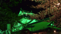 岡崎の夜ざくら