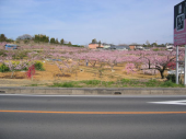 桜ばかりが・・・・。 画像2