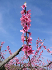 桜ばかりが・・・・。 画像3