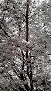 ☆山田君！！どうしちゃったの？？ 画像1