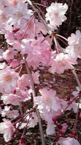 ☆山田君！！どうしちゃったの？？ 画像2