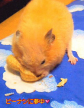 もののふのその名をあぐるためしには昔も今も馬をこそいへ 画像1