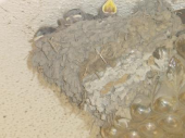 ツバメの巣 画像1