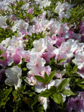 夏日・・・・ 画像2