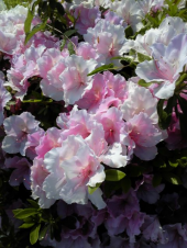 夏日・・・・ 画像3