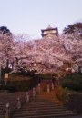 高架線、竹馬、満開へとむかう桜