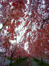 苦手なとこ・・・♪ 画像1