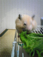 もののふの軍の場にもつ物は梅干にますものはあらじな 画像2