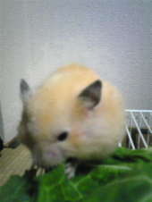 もののふの軍の場にもつ物は梅干にますものはあらじな 画像3