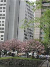 皇居ウォーキング 画像2
