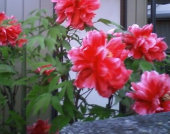 近所の花々 画像1