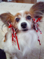 この子の里親になろうと検討中。。 画像1