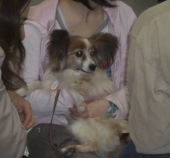 この子の里親になろうと検討中。。 画像2