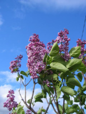 花の名前が判った。 画像3