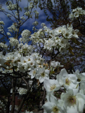 梨の花 画像2