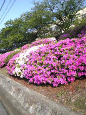 水無瀬の滝 画像1