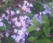 ミュージックベルの演奏会 画像2