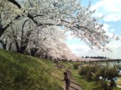 角館の桜 画像2