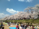 角館の桜 画像3