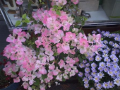 近所の花々 画像2