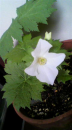すっかり花盛り