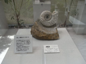 伊豆へ 画像1