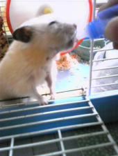 へいはうのならひそのおりいでざるとかたるは己が恥としらずや 画像1