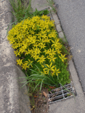 きゅう助の５月１８日 画像3