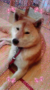 ☆ペットと飼い主の不思議な関係 画像1